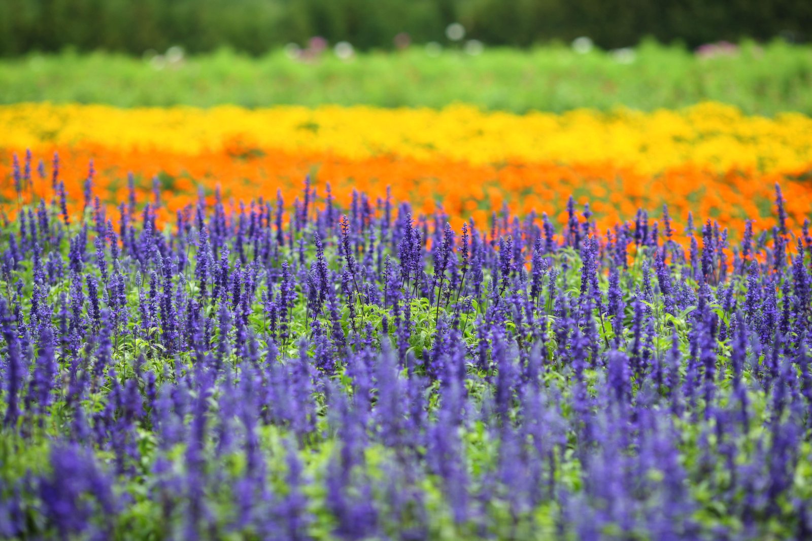 photo,material,free,landscape,picture,stock photo,Creative Commons,A flower garden of Furano, flower garden, blue sage, I am pretty, Fantasy