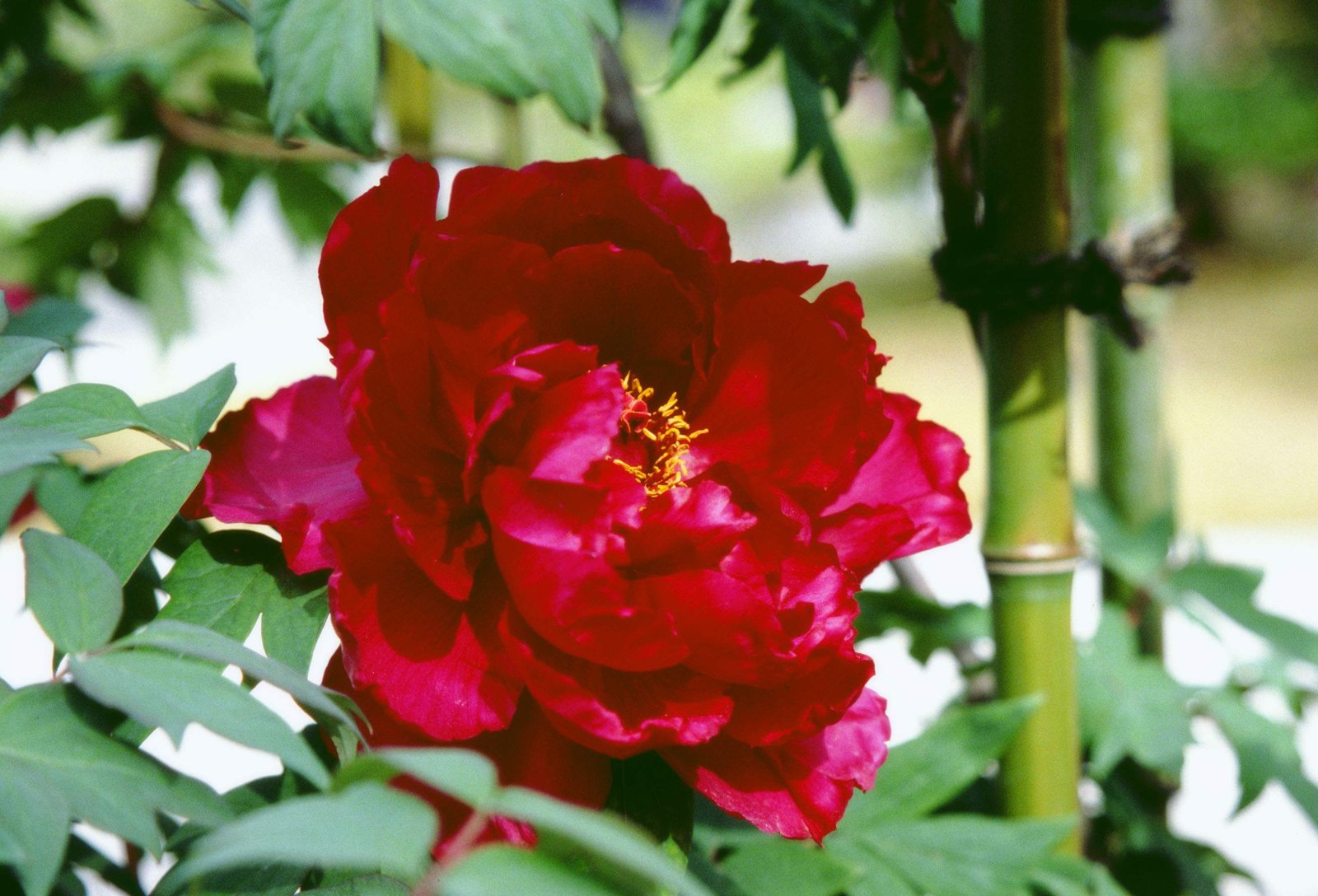 �ʐ^,�f��,����,�t���[,�t�H�g,�N���G�C�e�B�u�E�R�����Y,���i,�ǎ�,���O, ��t��, ���O, , 