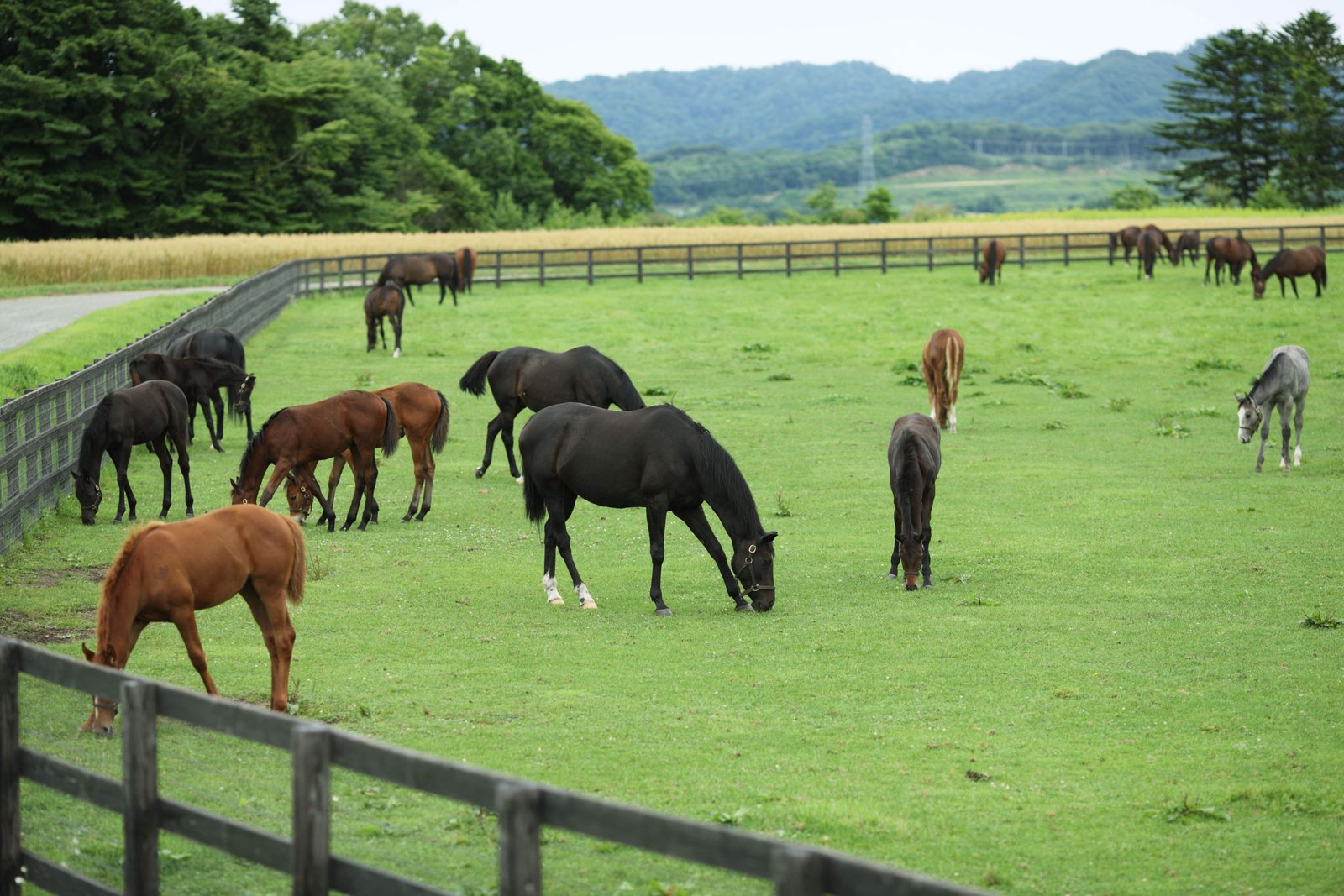 photo,material,free,landscape,picture,stock photo,Creative Commons,The living of the thoroughbred, The mane, I receive it, foal, Horse racing