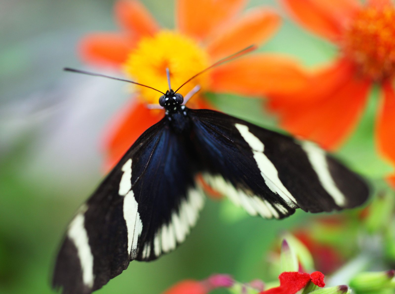 photo,material,free,landscape,picture,stock photo,Creative Commons,The butterfly of the southern country, feather, feeler, butterfly,