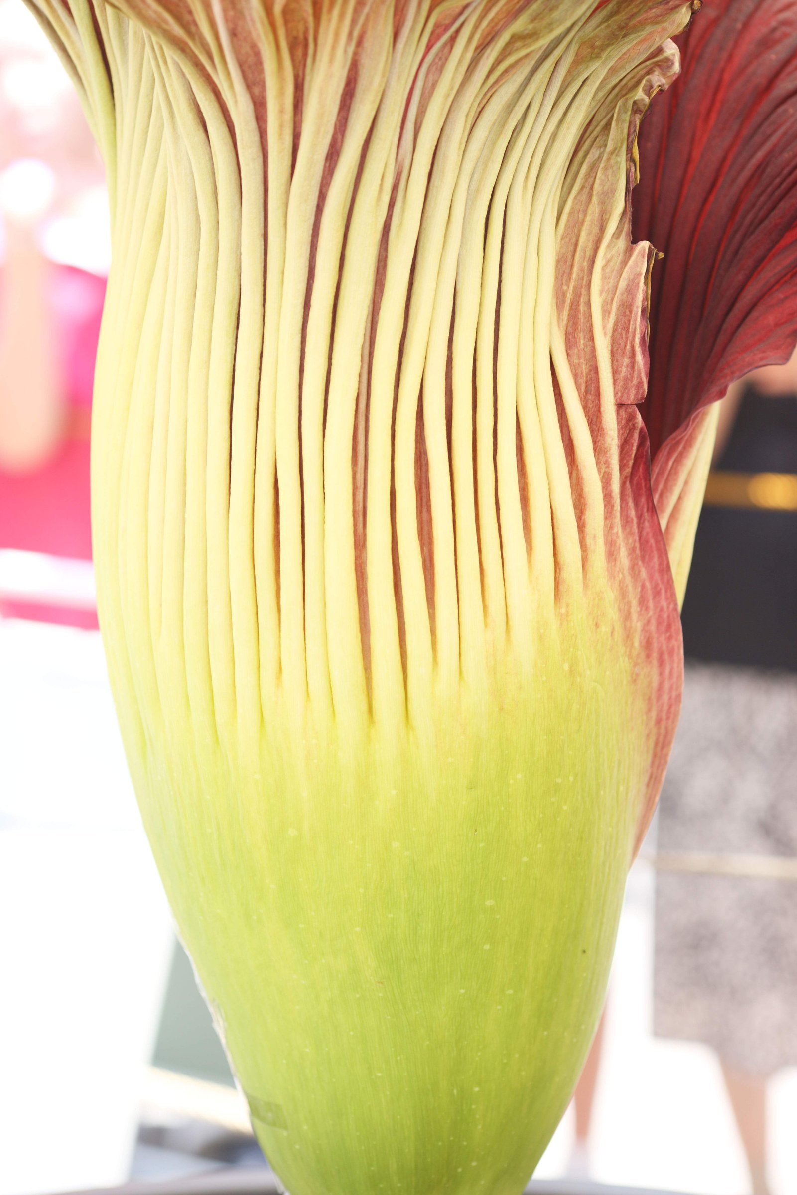 photo,material,free,landscape,picture,stock photo,Creative Commons,World's greatest flower Amorphophallus titanum, Putrid smell, huge flower, Konnyaku,