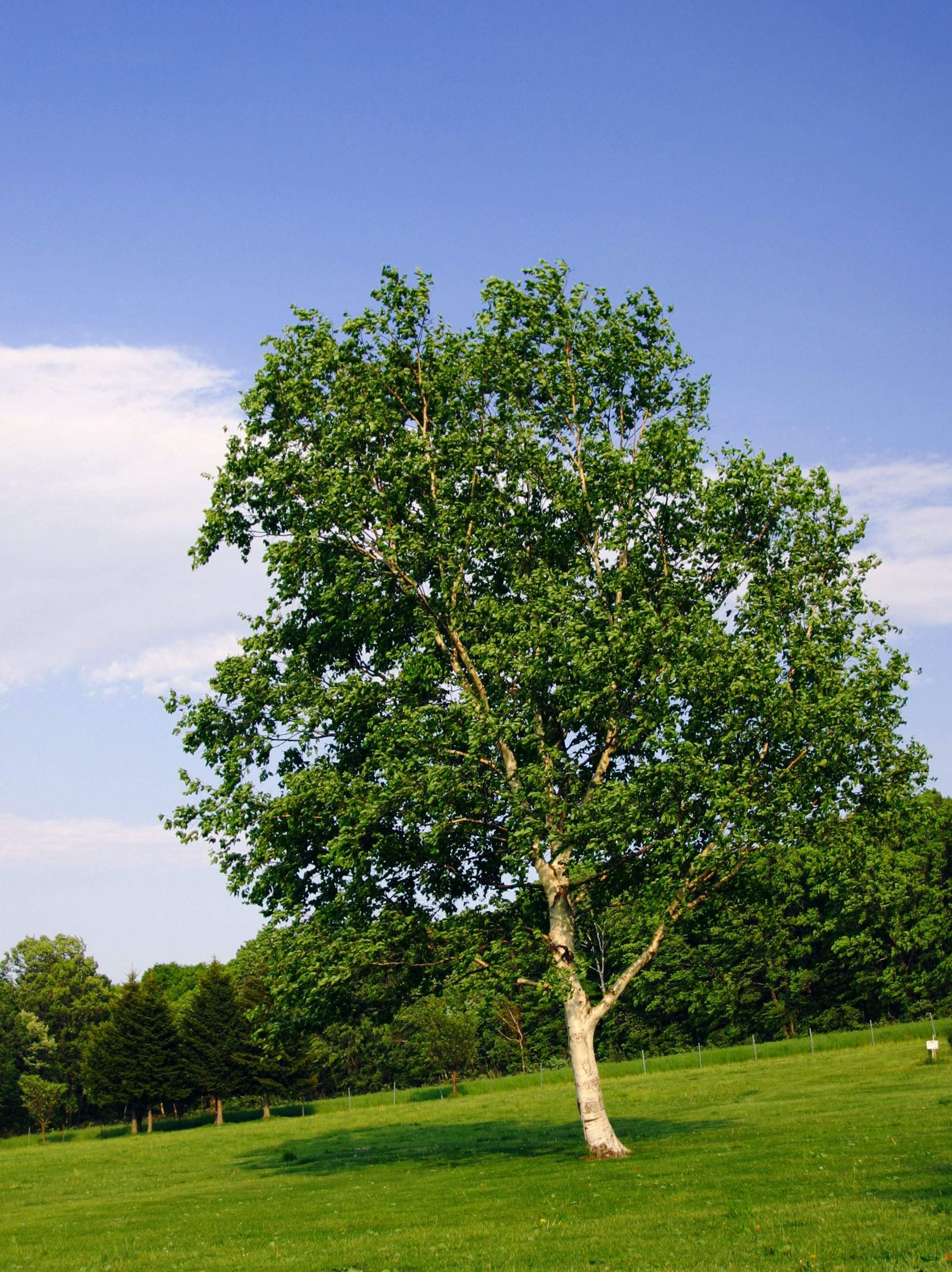 �ʐ^,�f��,����,�t���[,�t�H�g,�N���G�C�e�B�u�E�R�����Y,���i,�ǎ�,���炩���, �r���u, ��, ����, ��