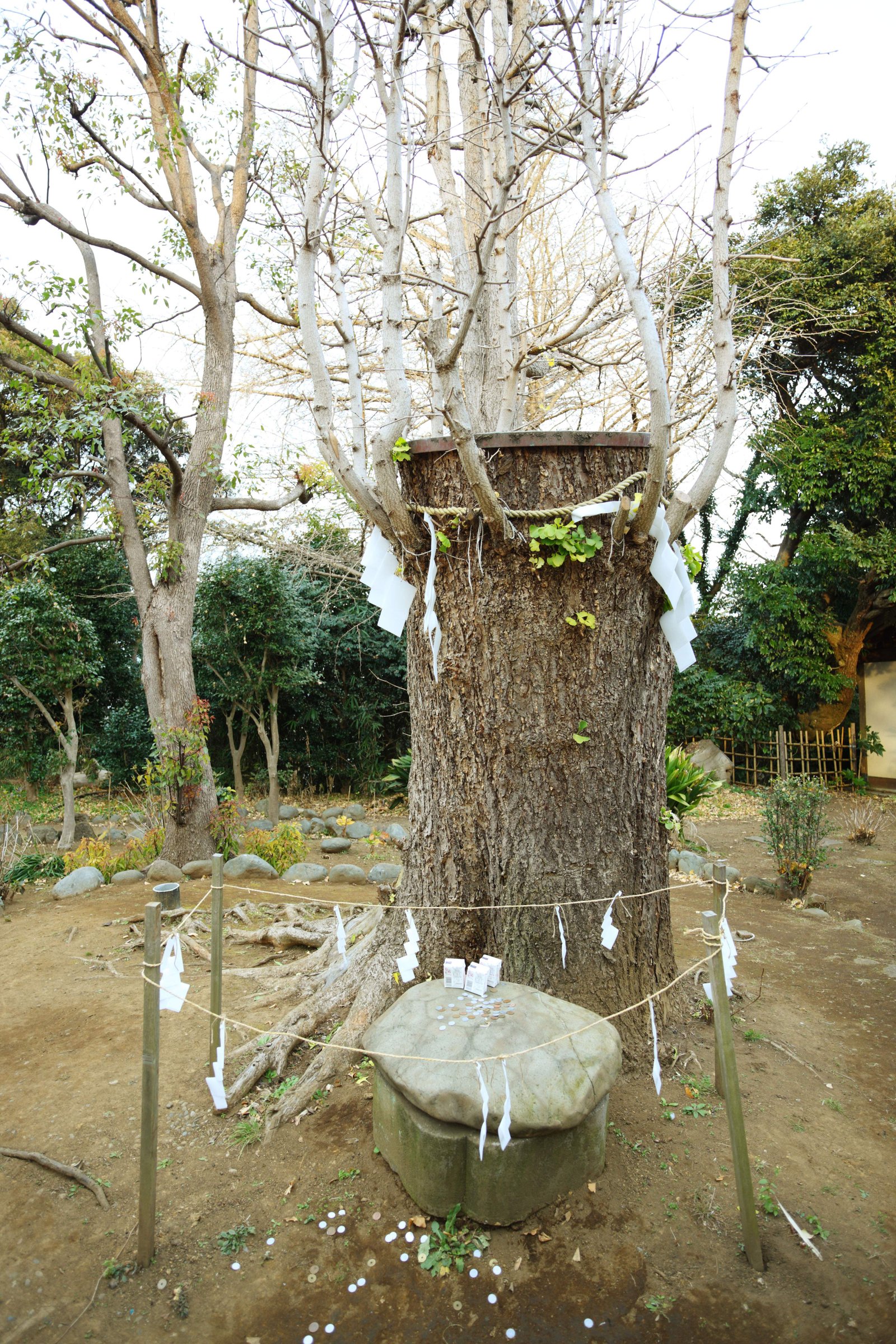 photo,material,free,landscape,picture,stock photo,Creative Commons,Eshima Shrine Okutsu shrine, Prevention against evil, carapace of a turtle crest, , large maidenhair tree