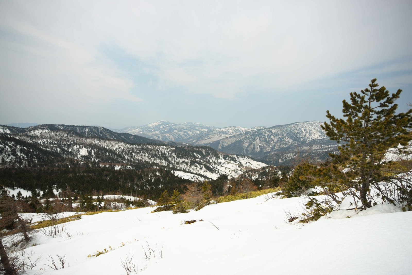 photo,material,free,landscape,picture,stock photo,Creative Commons,Kusatsu Mt. Shirane snowy field, tree, blue sky, high mountain, Shape of a tree