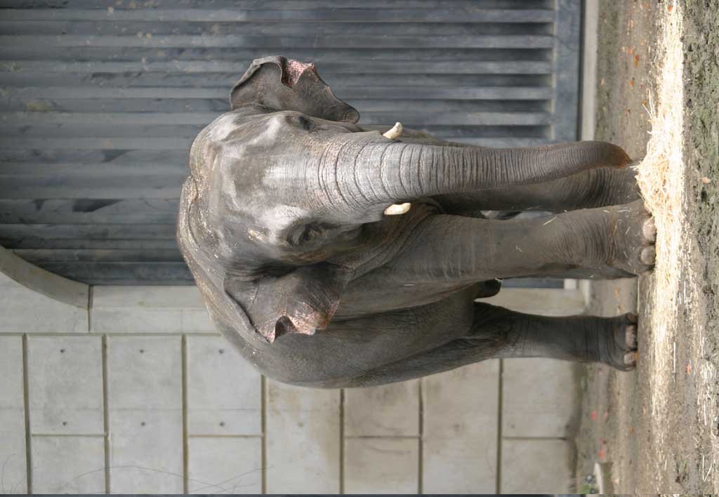 �ʐ^,�f��,����,�t���[,�t�H�g,�N���G�C�e�B�u�E�R�����Y,���i,�ǎ�,�]�E�̕���, ��, �]�E, ����, 