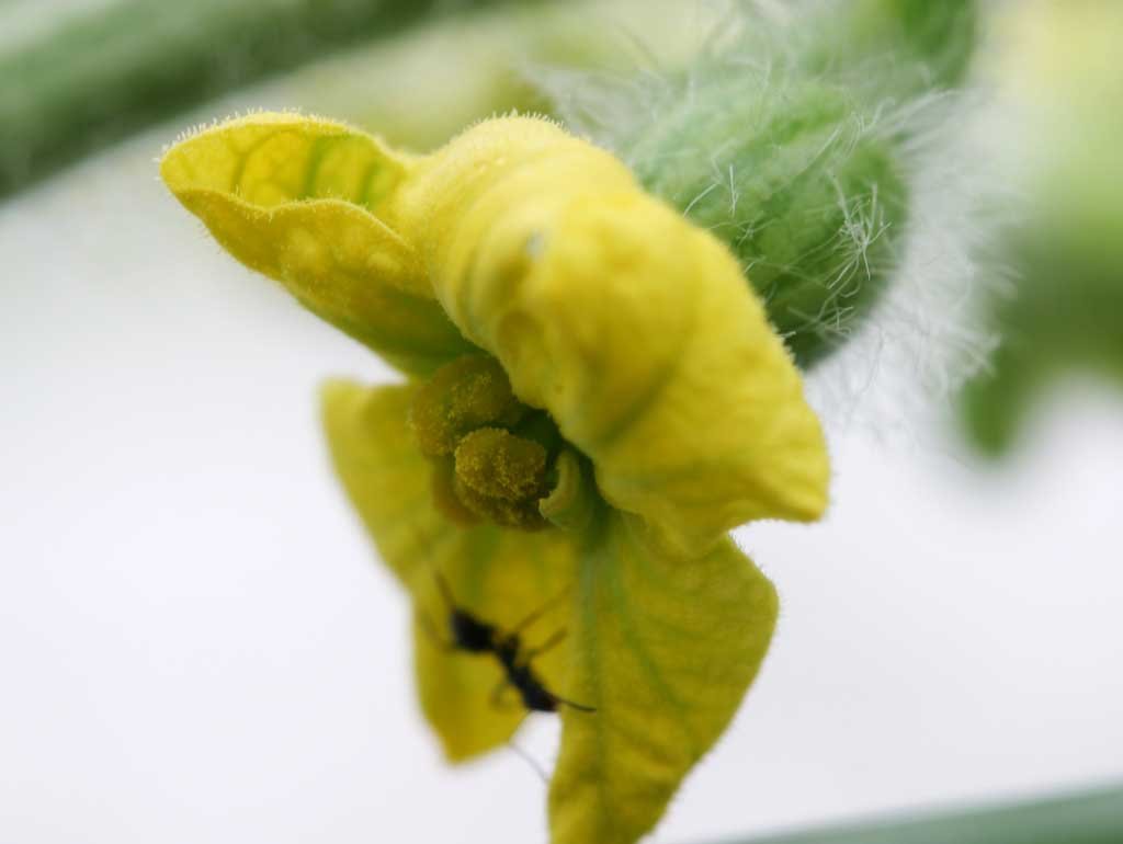 �ʐ^,�f��,����,�t���[,�t�H�g,�N���G�C�e�B�u�E�R�����Y,���i,�ǎ�,�X�C�J�̐Ԃ����, ������, �X�C�J, ���Z, �A��