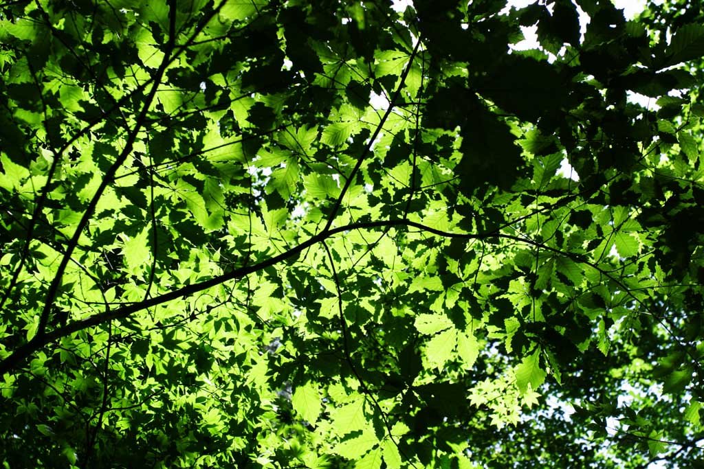 photo,material,free,landscape,picture,stock photo,Creative Commons,Green mosaic, leave, transmitted light, tender green, 