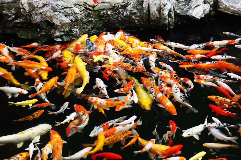 �ʐ^,�f��,����,�t���[,�t�H�g,�N���G�C�e�B�u�E�R�����Y,���i,�ǎ�,�ь�, ��, �R�C, �r, �a���