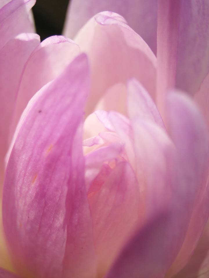 photo,material,free,landscape,picture,stock photo,Creative Commons,Double colchicum, Colchicum autumnale, Pink, An autumn-crocus, Colchicine