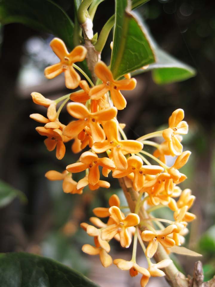 �ʐ^,�f��,����,�t���[,�t�H�g,�N���G�C�e�B�u�E�R�����Y,���i,�ǎ�,�L�����N�Z�C, ����, ���F, ���؍�, �F��