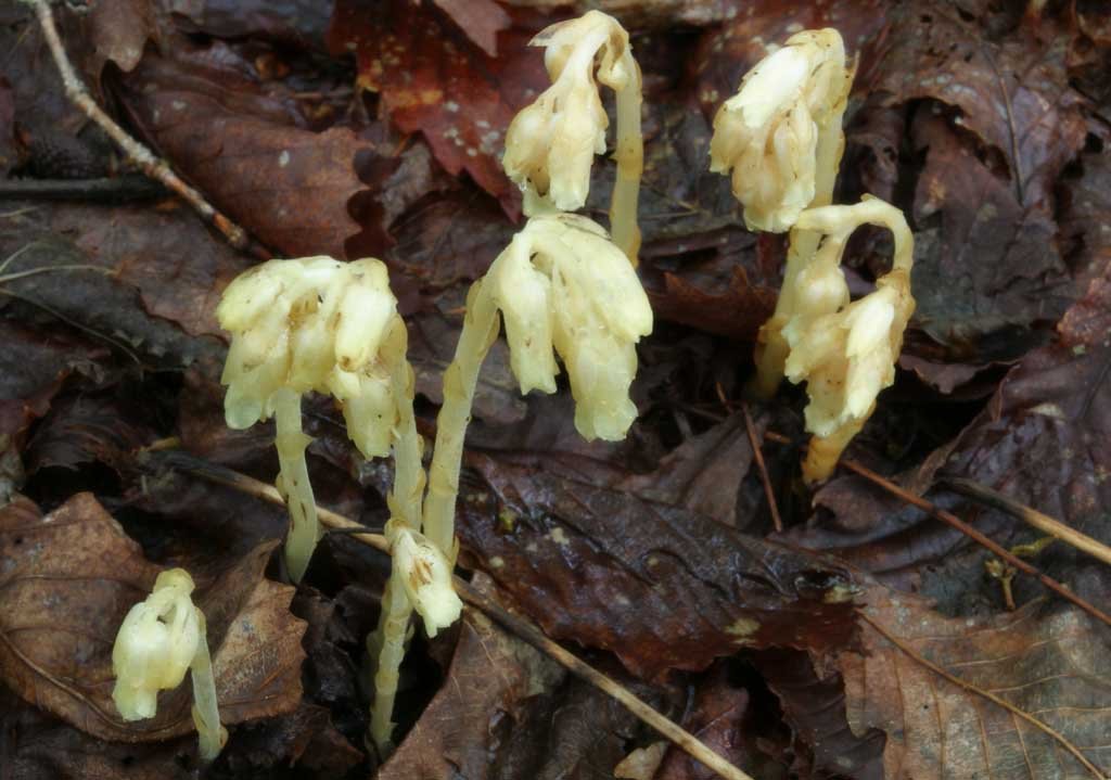 �ʐ^,�f��,����,�t���[,�t�H�g,�N���G�C�e�B�u�E�R�����Y,���i,�ǎ�,�L�m�R, �I�����W, ��, �L�m�R, �|��