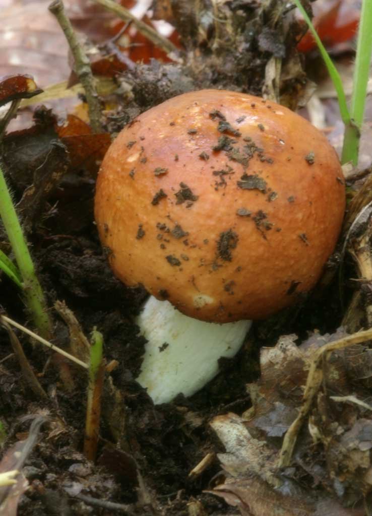 �ʐ^,�f��,����,�t���[,�t�H�g,�N���G�C�e�B�u�E�R�����Y,���i,�ǎ�,�L�m�R, �I�����W, ��, �L�m�R, �|��