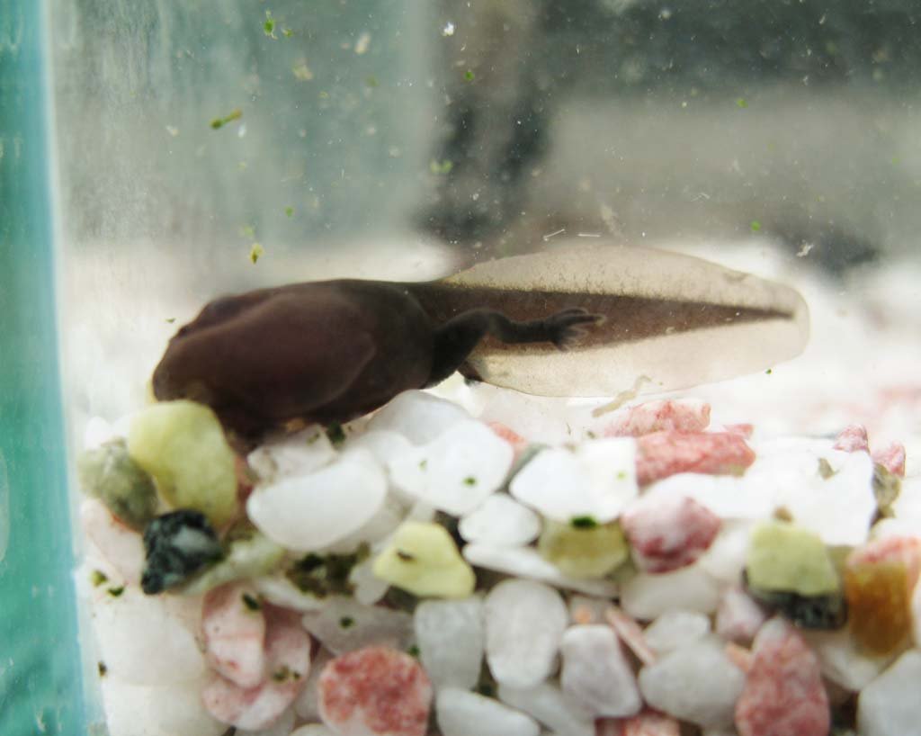 �ʐ^,�f��,����,�t���[,�t�H�g,�N���G�C�e�B�u�E�R�����Y,���i,�ǎ�,�����܂��Ⴍ��, �I�^�}�W���N�V, �J�G��, ������, ������