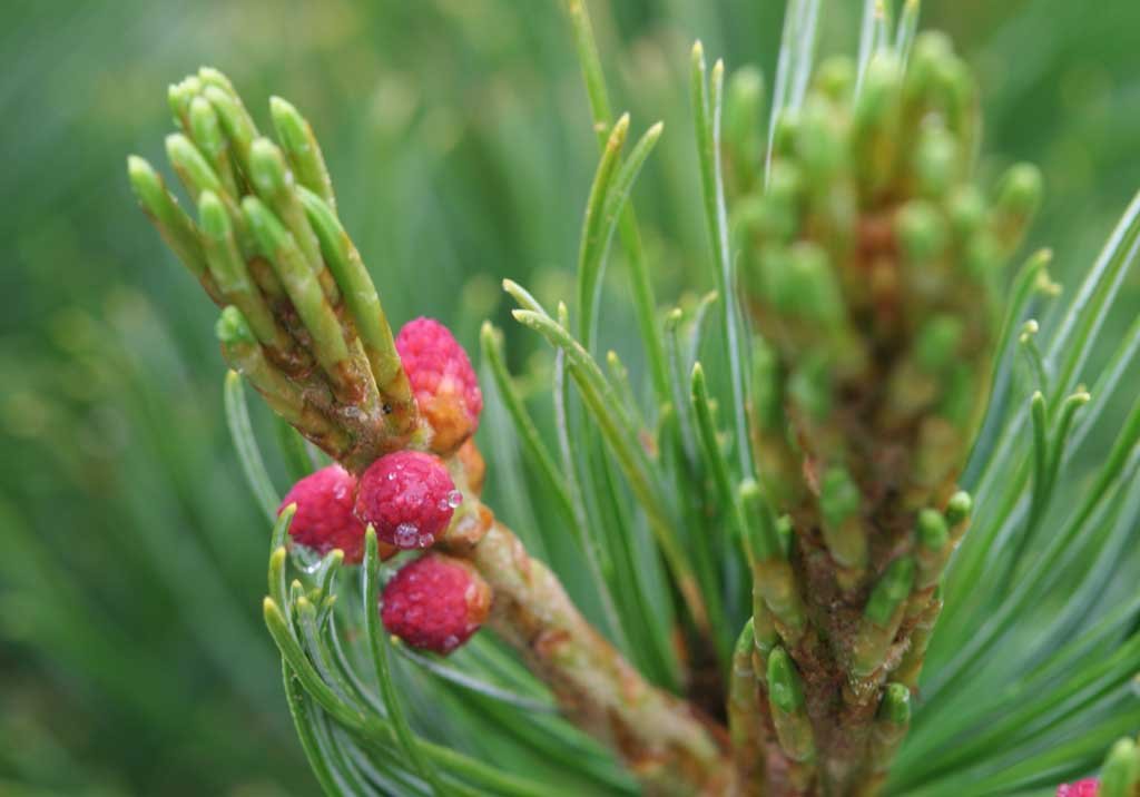 photo,material,free,landscape,picture,stock photo,Creative Commons,Pine flowers, pine, , , 