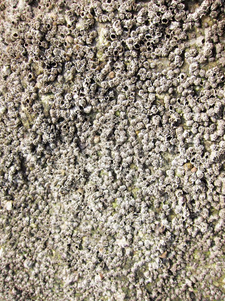 �ʐ^,�f��,����,�t���[,�t�H�g,�N���G�C�e�B�u�E�R�����Y,���i,�ǎ�,��ʂ̓���, �t�W�c�{, �ӂ���, �C, ��