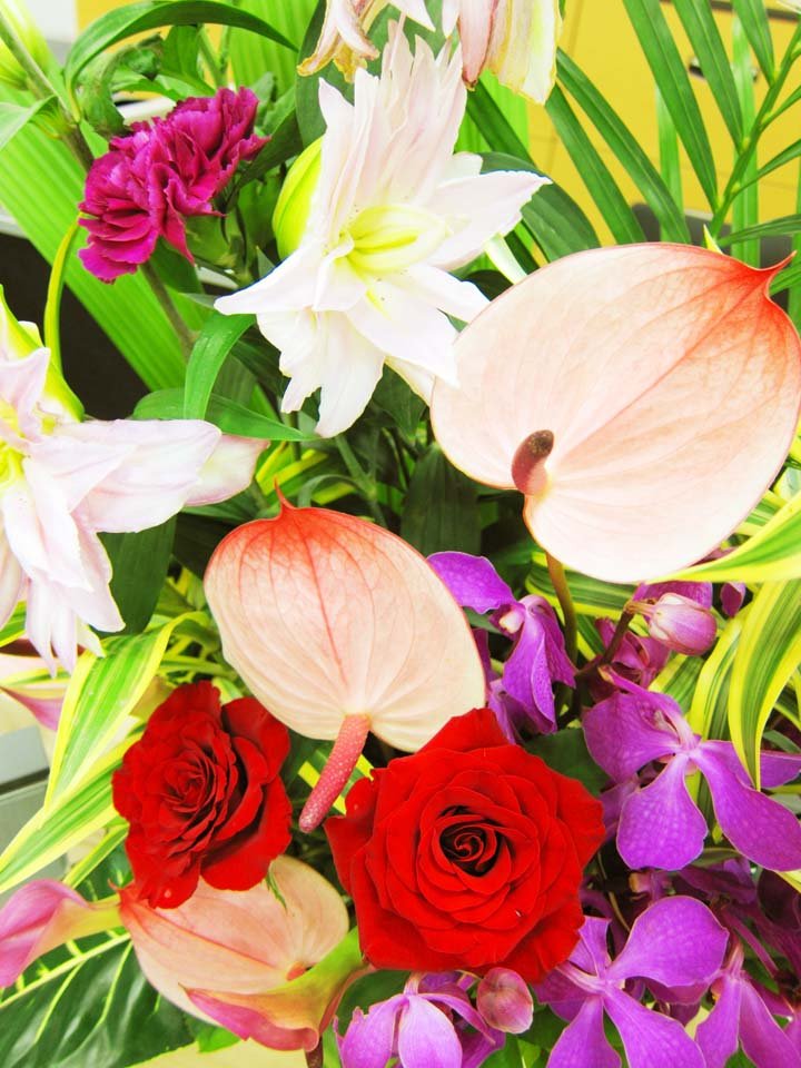 �ʐ^,�f��,����,�t���[,�t�H�g,�N���G�C�e�B�u�E�R�����Y,���i,�ǎ�,������, �o��, �ԑ�, , 