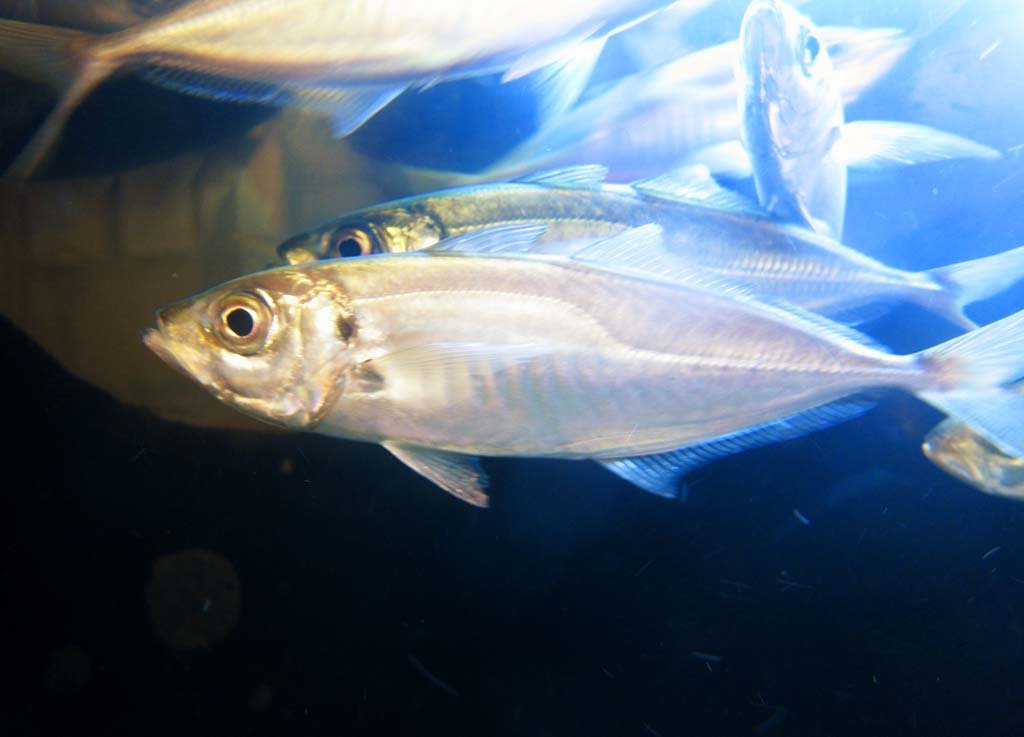 �ʐ^,�f��,����,�t���[,�t�H�g,�N���G�C�e�B�u�E�R�����Y,���i,�ǎ�,�A�W, ��, ����, ��, 