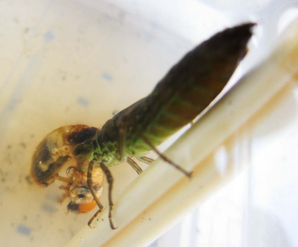 �ʐ^,�f��,����,�t���[,�t�H�g,�N���G�C�e�B�u�E�R�����Y,���i,�ǎ�,���S�̕ߐH, ��x, ���S, �₲, 