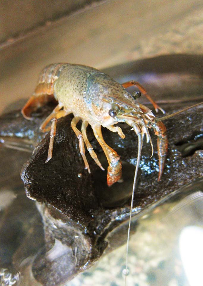 �ʐ^,�f��,����,�t���[,�t�H�g,�N���G�C�e�B�u�E�R�����Y,���i,�ǎ�,�A�����J�U���K�j, �U���K�j, �n�T�~, , 