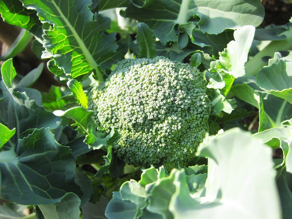 photo,material,free,landscape,picture,stock photo,Creative Commons,A broccoli, Vegetables, Food, , 