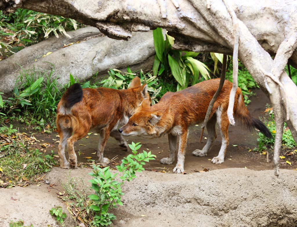 �ʐ^,�f��,����,�t���[,�t�H�g,�N���G�C�e�B�u�E�R�����Y,���i,�ǎ�,�h�[��, �h�[��, �A�J�I�I�J�~, ��, Cuon alpinus