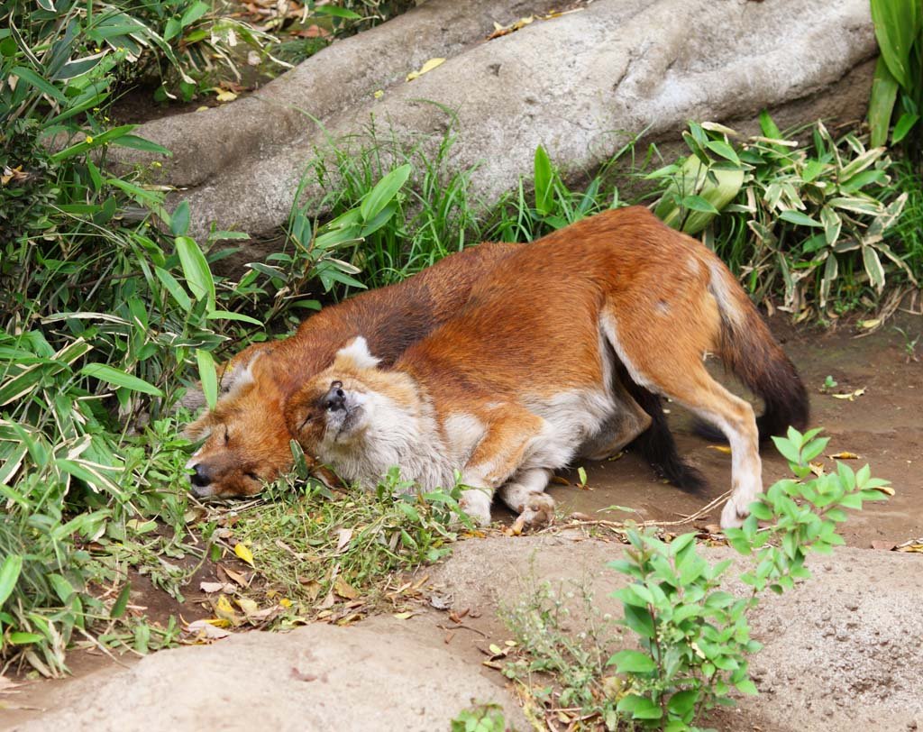 �ʐ^,�f��,����,�t���[,�t�H�g,�N���G�C�e�B�u�E�R�����Y,���i,�ǎ�,�h�[��, �h�[��, �A�J�I�I�J�~, ��, Cuon alpinus