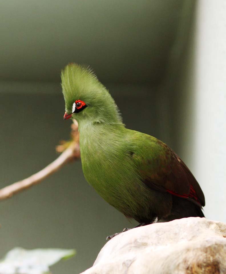 �ʐ^,�f��,����,�t���[,�t�H�g,�N���G�C�e�B�u�E�R�����Y,���i,�ǎ�,���W�G�{�V�h��, �J�b�R�E, , , 