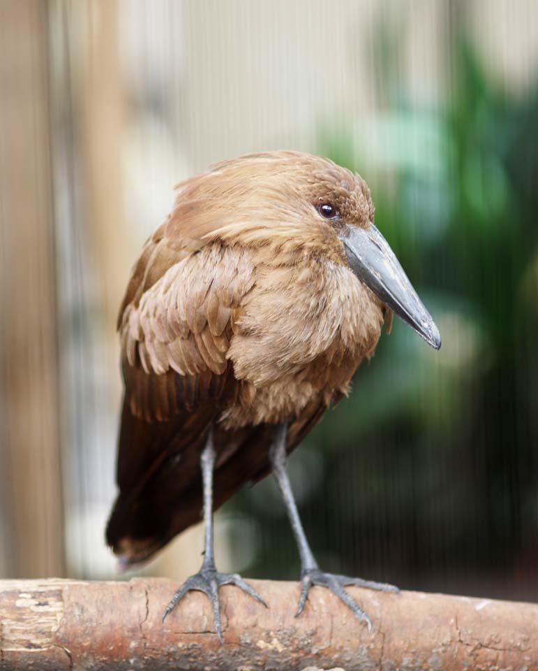 �ʐ^,�f��,����,�t���[,�t�H�g,�N���G�C�e�B�u�E�R�����Y,���i,�ǎ�,�V�����N�h��, ���F, �{, , 