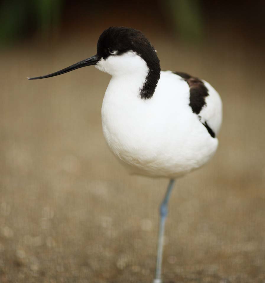 �ʐ^,�f��,����,�t���[,�t�H�g,�N���G�C�e�B�u�E�R�����Y,���i,�ǎ�,�\���n�V�Z�C�^�J�V�M, �V�M, ��, ����, 