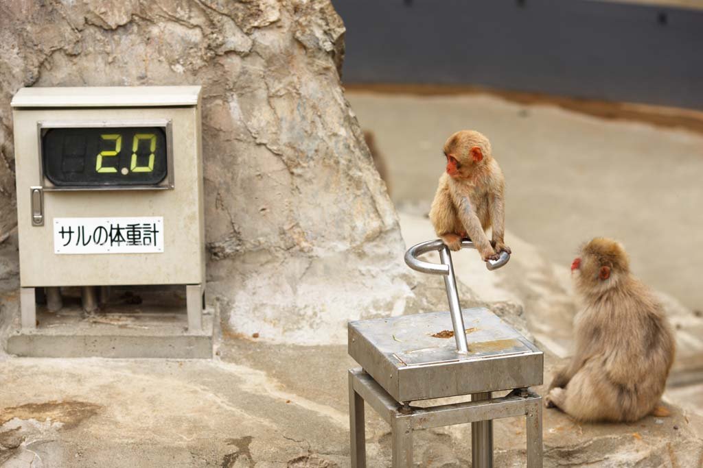 �ʐ^,�f��,����,�t���[,�t�H�g,�N���G�C�e�B�u�E�R�����Y,���i,�ǎ�,�j�z���U��, ��, ���{��, , 