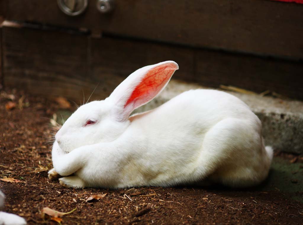 �ʐ^,�f��,����,�t���[,�t�H�g,�N���G�C�e�B�u�E�R�����Y,���i,�ǎ�,���낤����, �E�T�M, ������, ��, 