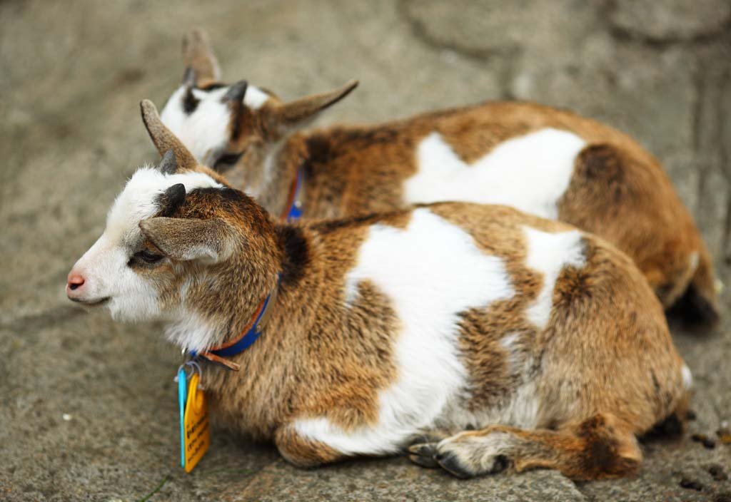 �ʐ^,�f��,����,�t���[,�t�H�g,�N���G�C�e�B�u�E�R�����Y,���i,�ǎ�,�q���M, �R�r, , , 