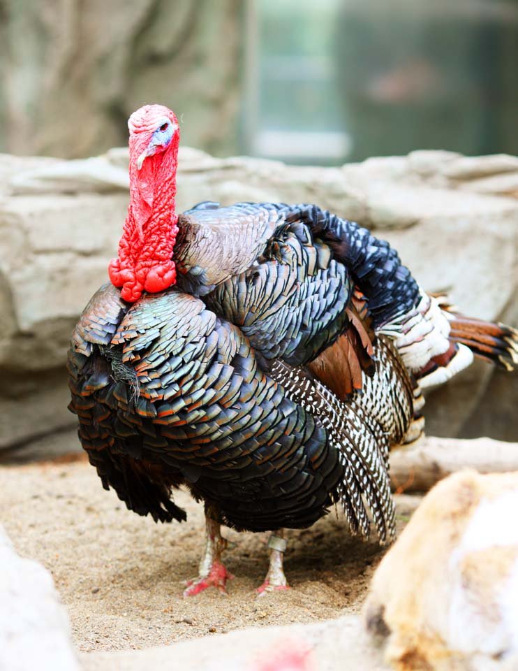 �ʐ^,�f��,����,�t���[,�t�H�g,�N���G�C�e�B�u�E�R�����Y,���i,�ǎ�,���ʒ�, �^�[�L�[, , , 