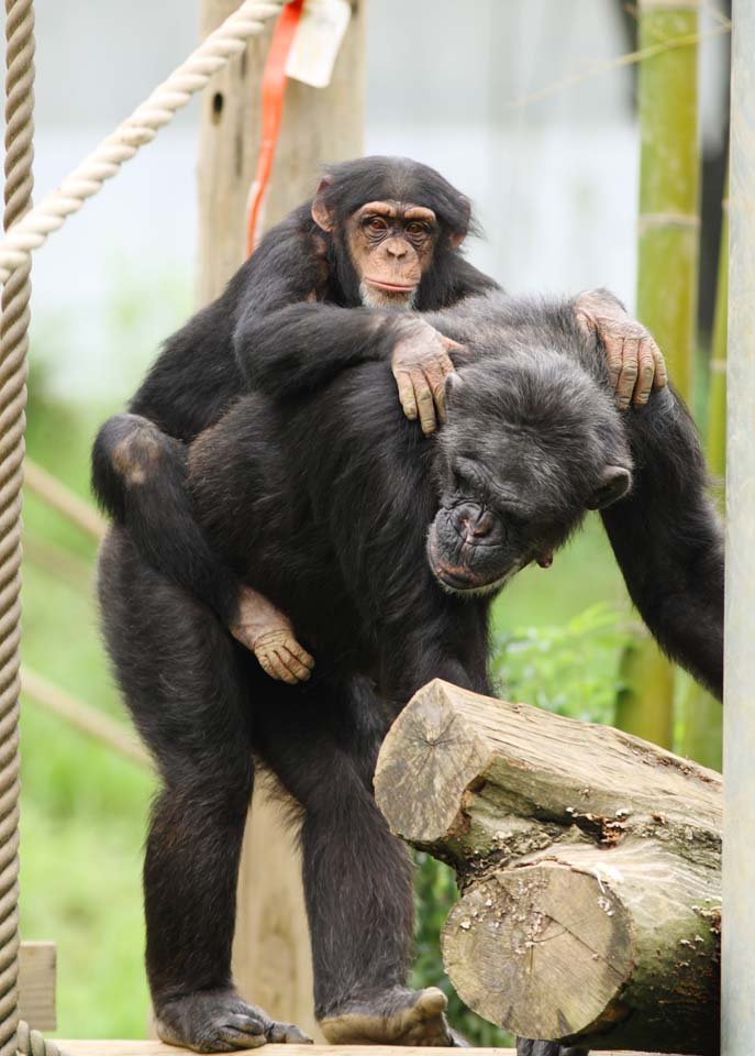 �ʐ^,�f��,����,�t���[,�t�H�g,�N���G�C�e�B�u�E�R�����Y,���i,�ǎ�,�`���p���W�[, ��, , , 