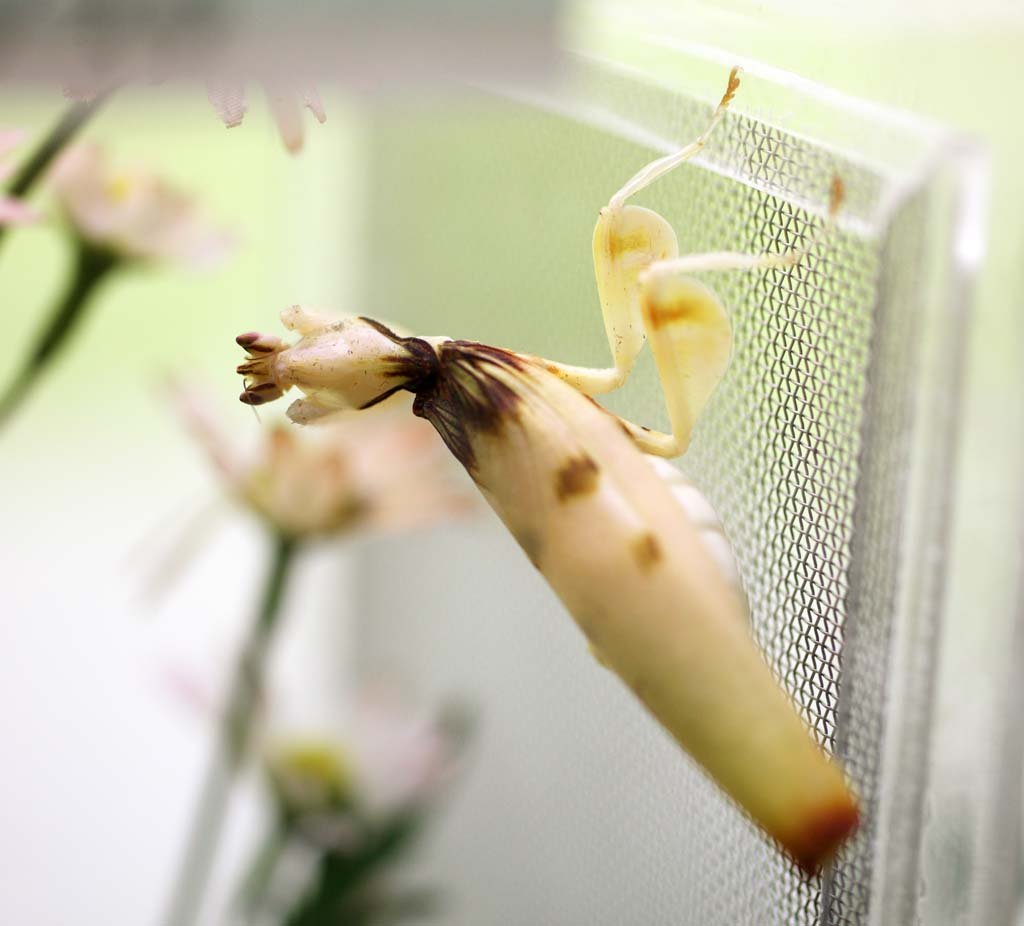 �ʐ^,�f��,����,�t���[,�t�H�g,�N���G�C�e�B�u�E�R�����Y,���i,�ǎ�,�n�i�J�}�L��, �J�}�L��, , , 