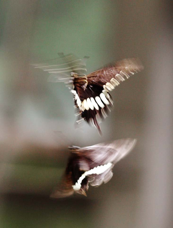 �ʐ^,�f��,����,�t���[,�t�H�g,�N���G�C�e�B�u�E�R�����Y,���i,�ǎ�,���̋���, , , , 