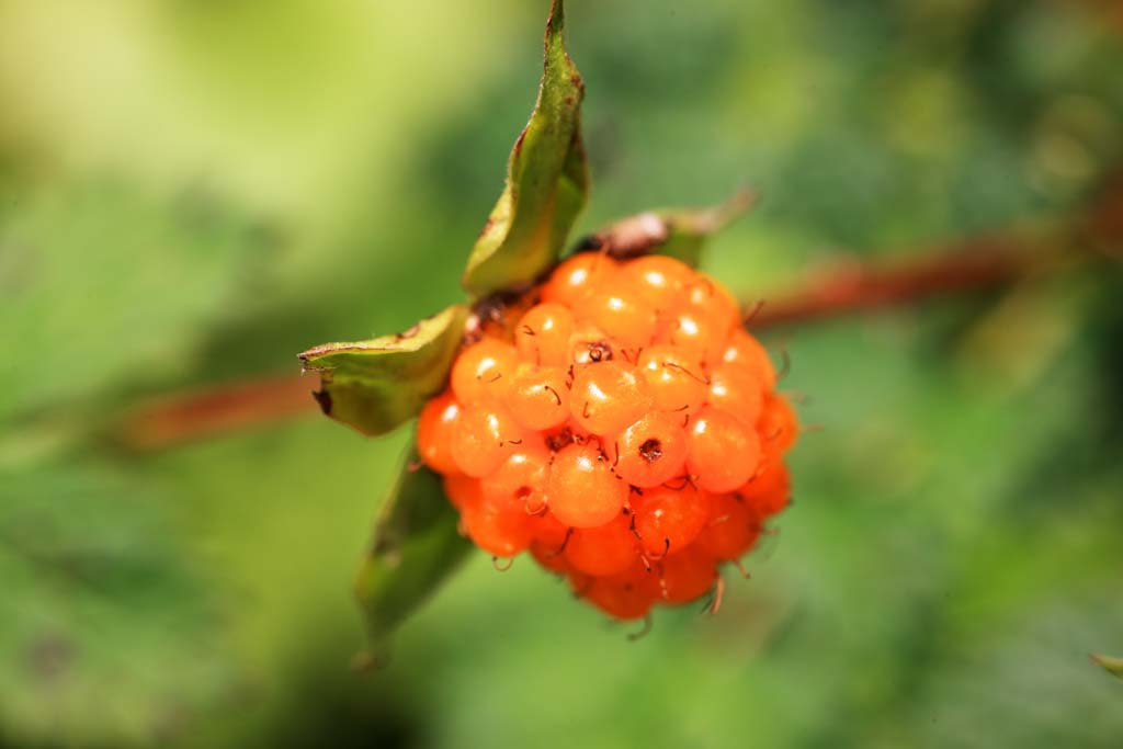 �ʐ^,�f��,����,�t���[,�t�H�g,�N���G�C�e�B�u�E�R�����Y,���i,�ǎ�,���, , , , 