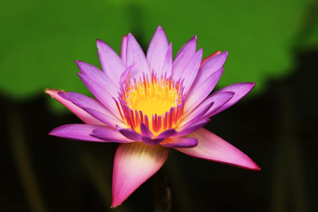 �ʐ^,�f��,����,�t���[,�t�H�g,�N���G�C�e�B�u�E�R�����Y,���i,�ǎ�,�啪, , , , 