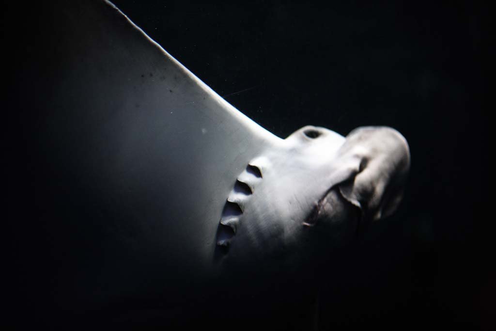 �ʐ^,�f��,����,�t���[,�t�H�g,�N���G�C�e�B�u�E�R�����Y,���i,�ǎ�,�G���̑��`, , , , 