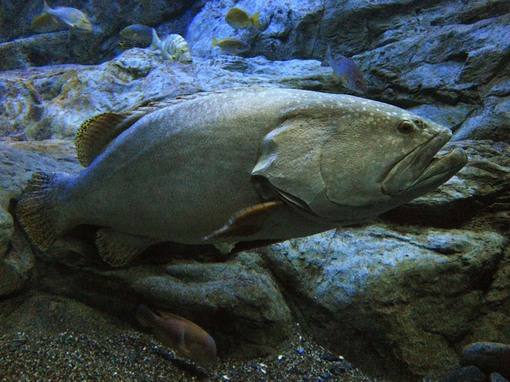 �ʐ^,�f��,����,�t���[,�t�H�g,�N���G�C�e�B�u�E�R�����Y,���i,�ǎ�,�啪, , , , 