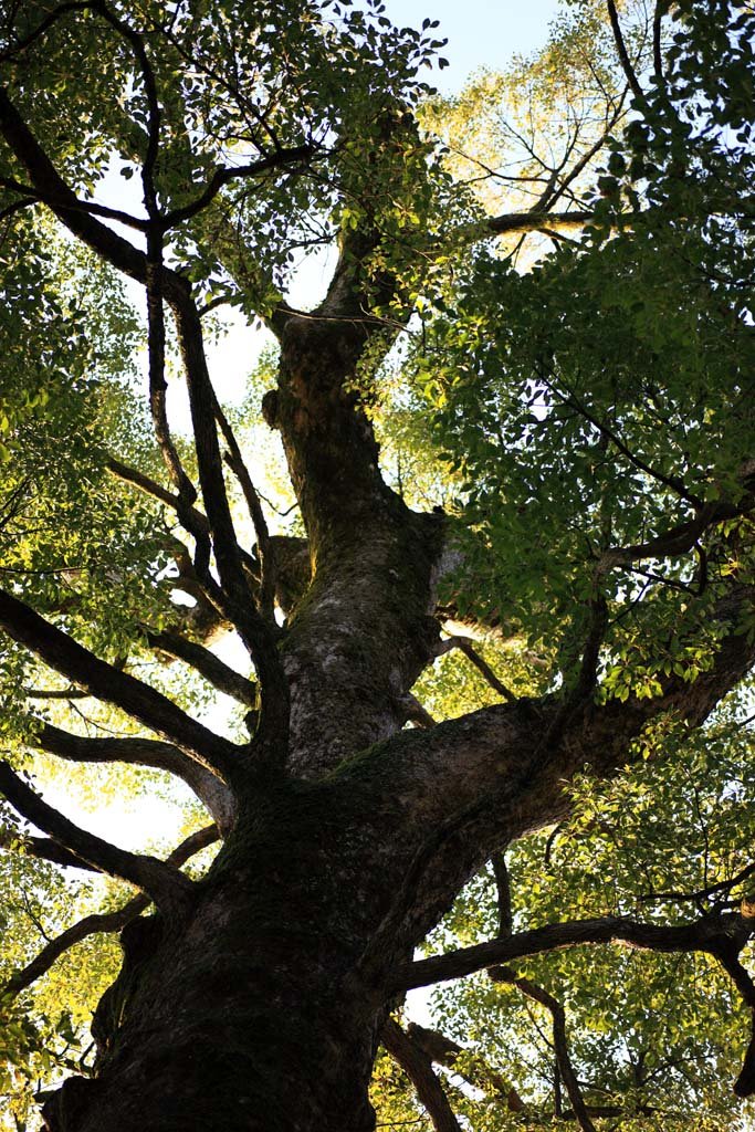 �ʐ^,�f��,����,�t���[,�t�H�g,�N���G�C�e�B�u�E�R�����Y,���i,�ǎ�,�ɐ��_�{�@�O�{, , , , 