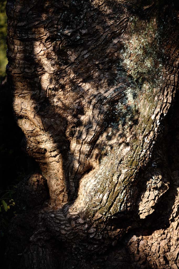 �ʐ^,�f��,����,�t���[,�t�H�g,�N���G�C�e�B�u�E�R�����Y,���i,�ǎ�,�ɐ��_�{�@�O�{, , , , 