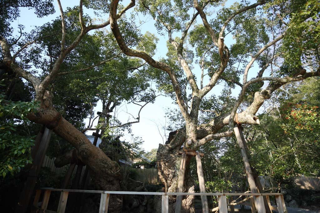 �ʐ^,�f��,����,�t���[,�t�H�g,�N���G�C�e�B�u�E�R�����Y,���i,�ǎ�,�ɐ��_�{�@�O�{, , , , 