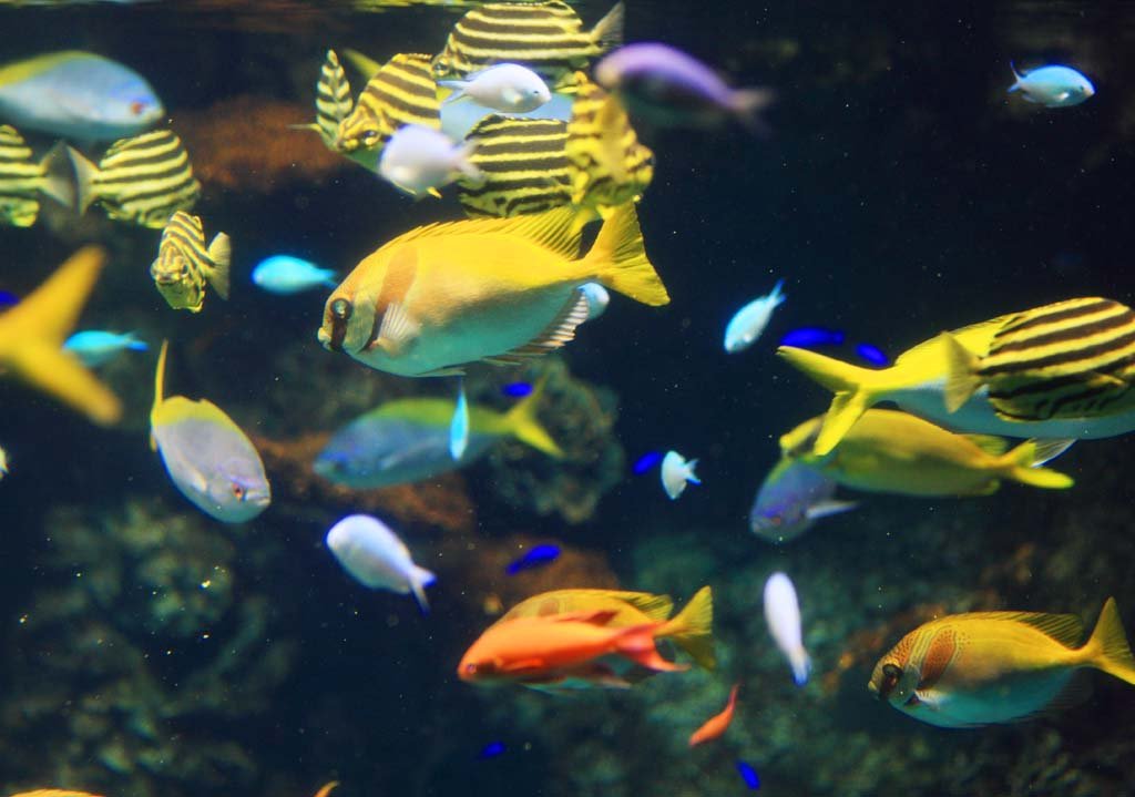 �ʐ^,�f��,����,�t���[,�t�H�g,�N���G�C�e�B�u�E�R�����Y,���i,�ǎ�,�M�ы�, , , , 