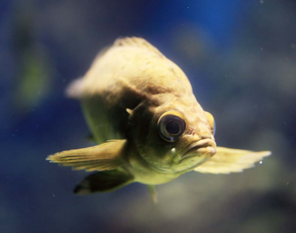 �ʐ^,�f��,����,�t���[,�t�H�g,�N���G�C�e�B�u�E�R�����Y,���i,�ǎ�,�M�ы�, , , , 