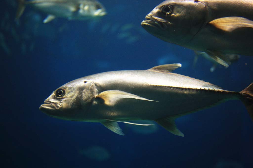 photo,material,free,landscape,picture,stock photo,Creative Commons,Aziz, , , , 