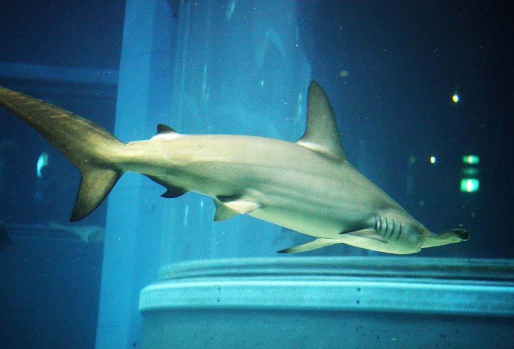 �ʐ^,�f��,����,�t���[,�t�H�g,�N���G�C�e�B�u�E�R�����Y,���i,�ǎ�,�V�����N�U��, , , , 