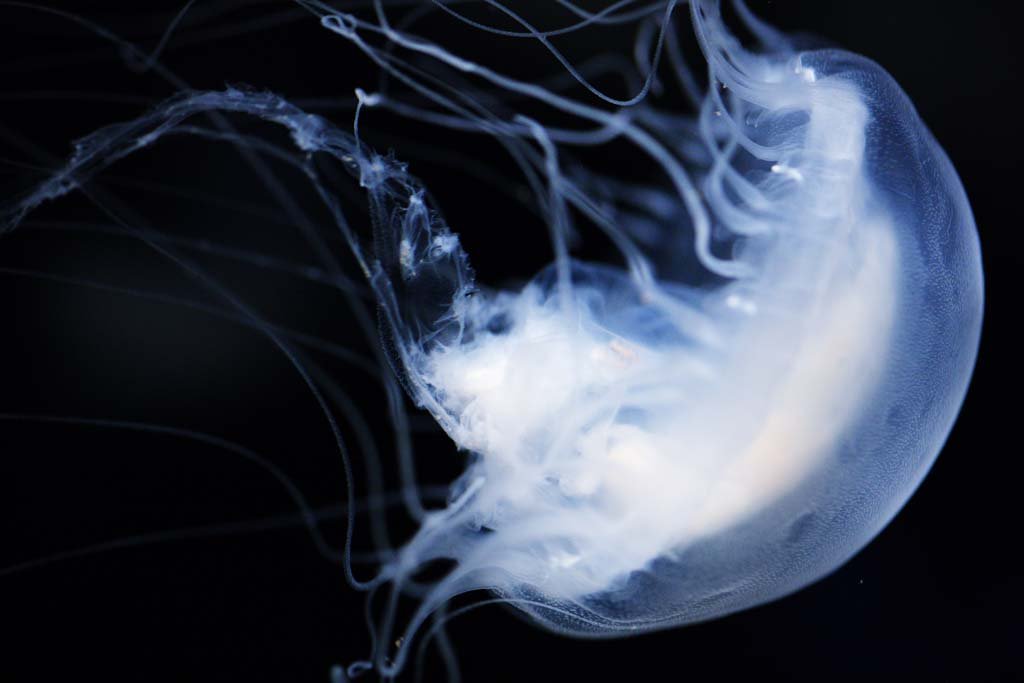 photo,material,free,landscape,picture,stock photo,Creative Commons,Mak Sakura Aegean, , , , 