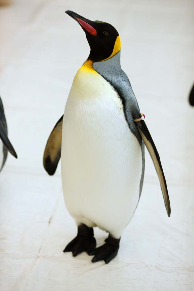 �ʐ^,�f��,����,�t���[,�t�H�g,�N���G�C�e�B�u�E�R�����Y,���i,�ǎ�,�R�E�e�C�y���M��, , , , 