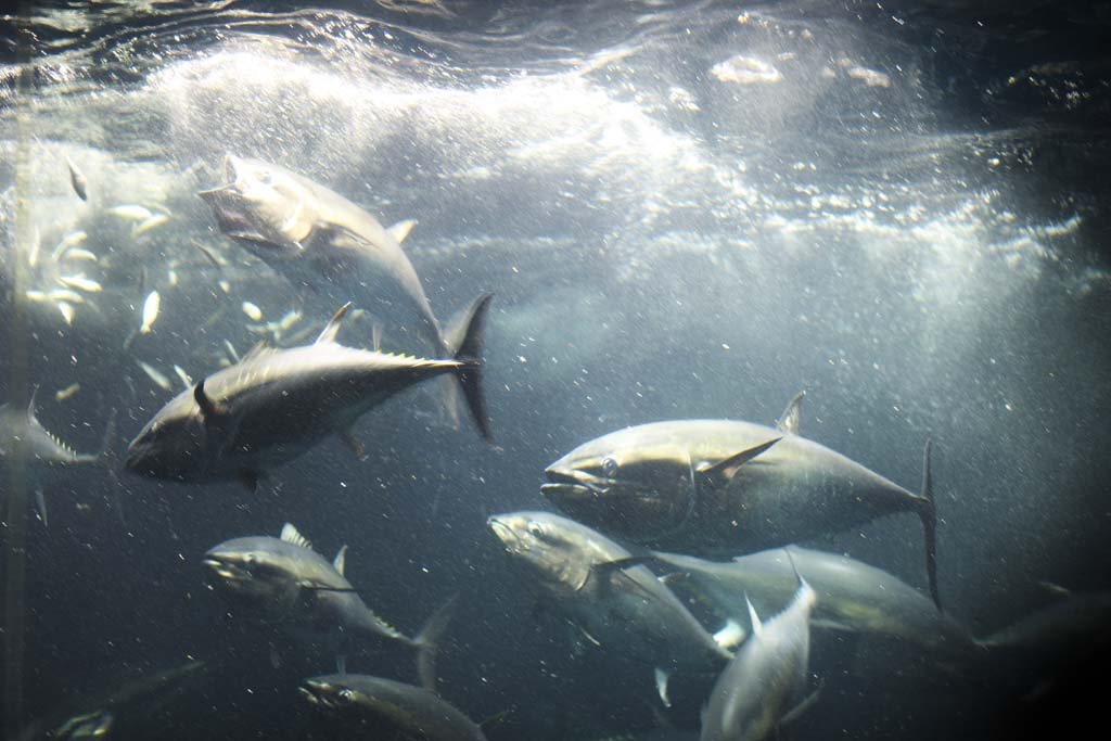 �ʐ^,�f��,����,�t���[,�t�H�g,�N���G�C�e�B�u�E�R�����Y,���i,�ǎ�,�}�O��, , , , 